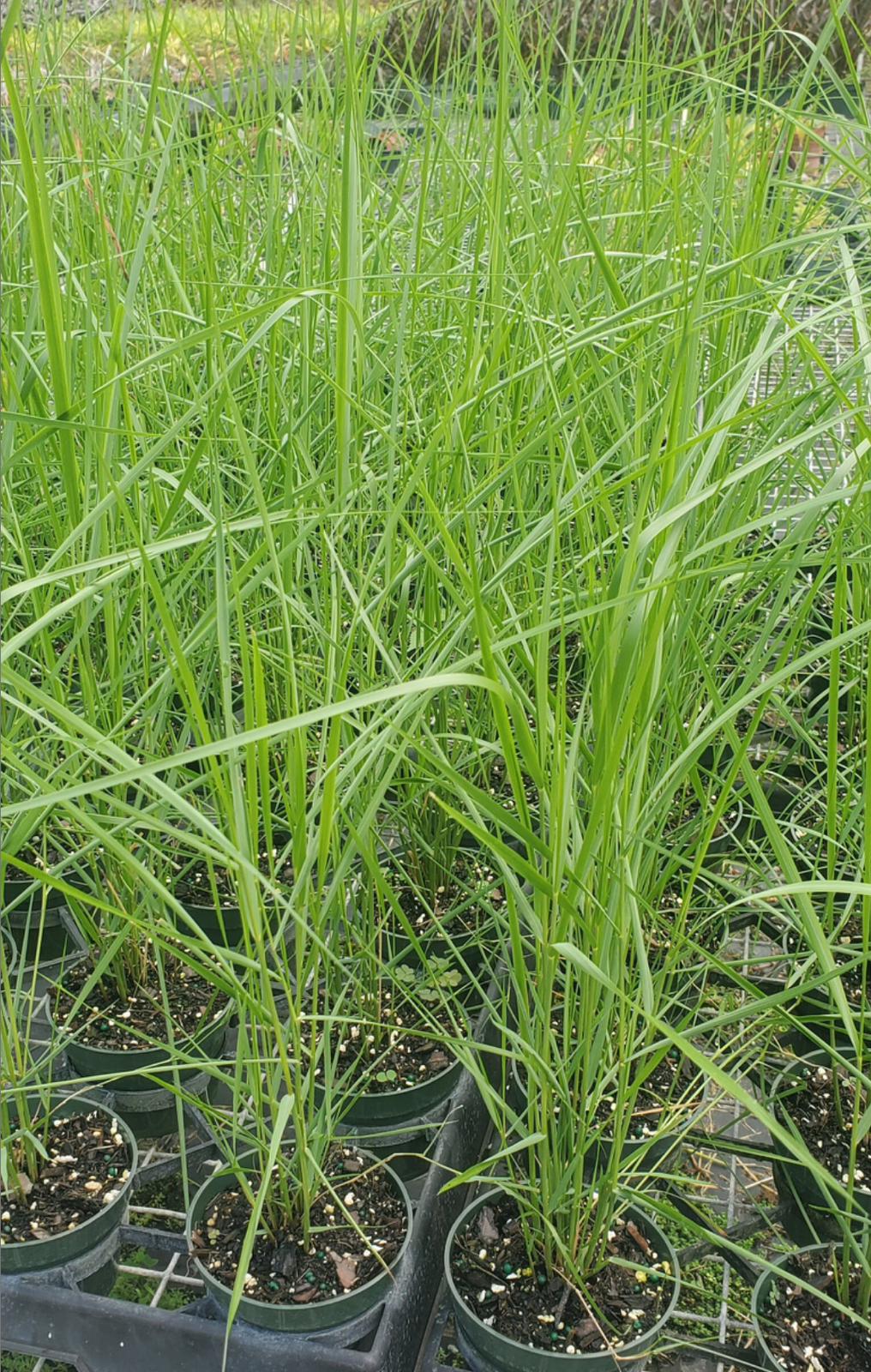 Sand Cordgrass – Spartina Bakeri
