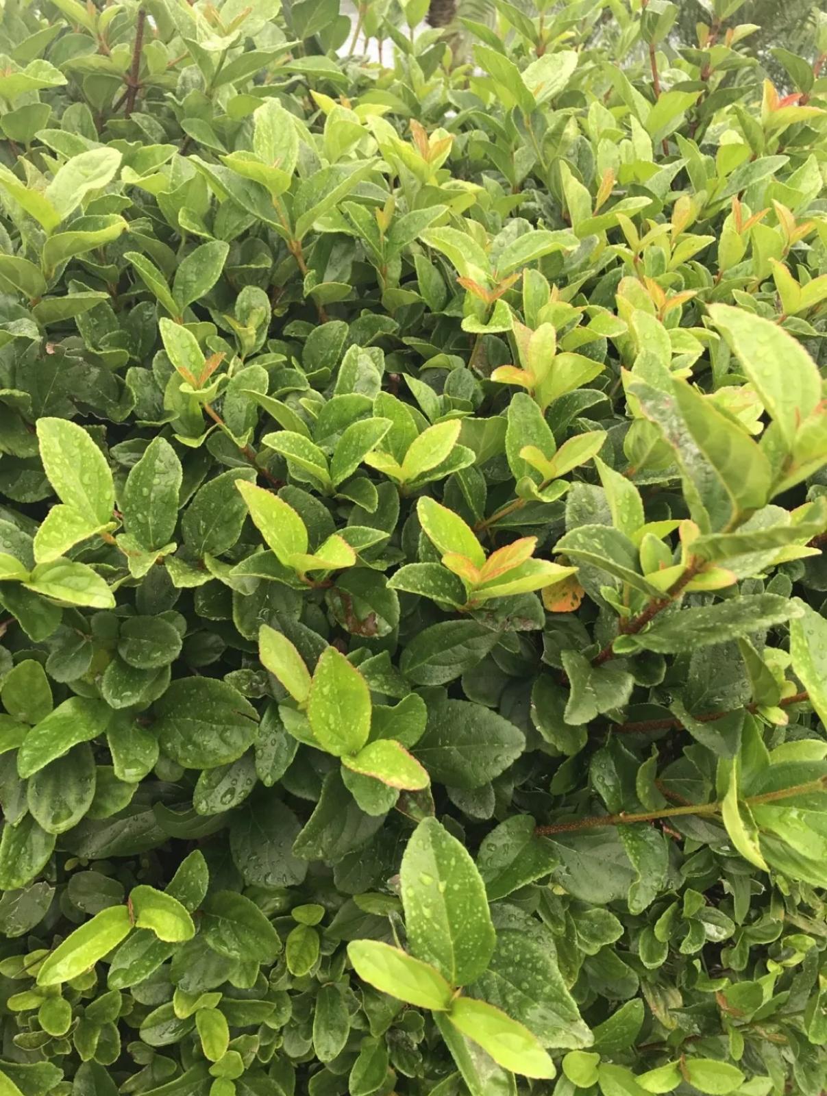 Sandankwa Viburnum – Viburnum Suspensum