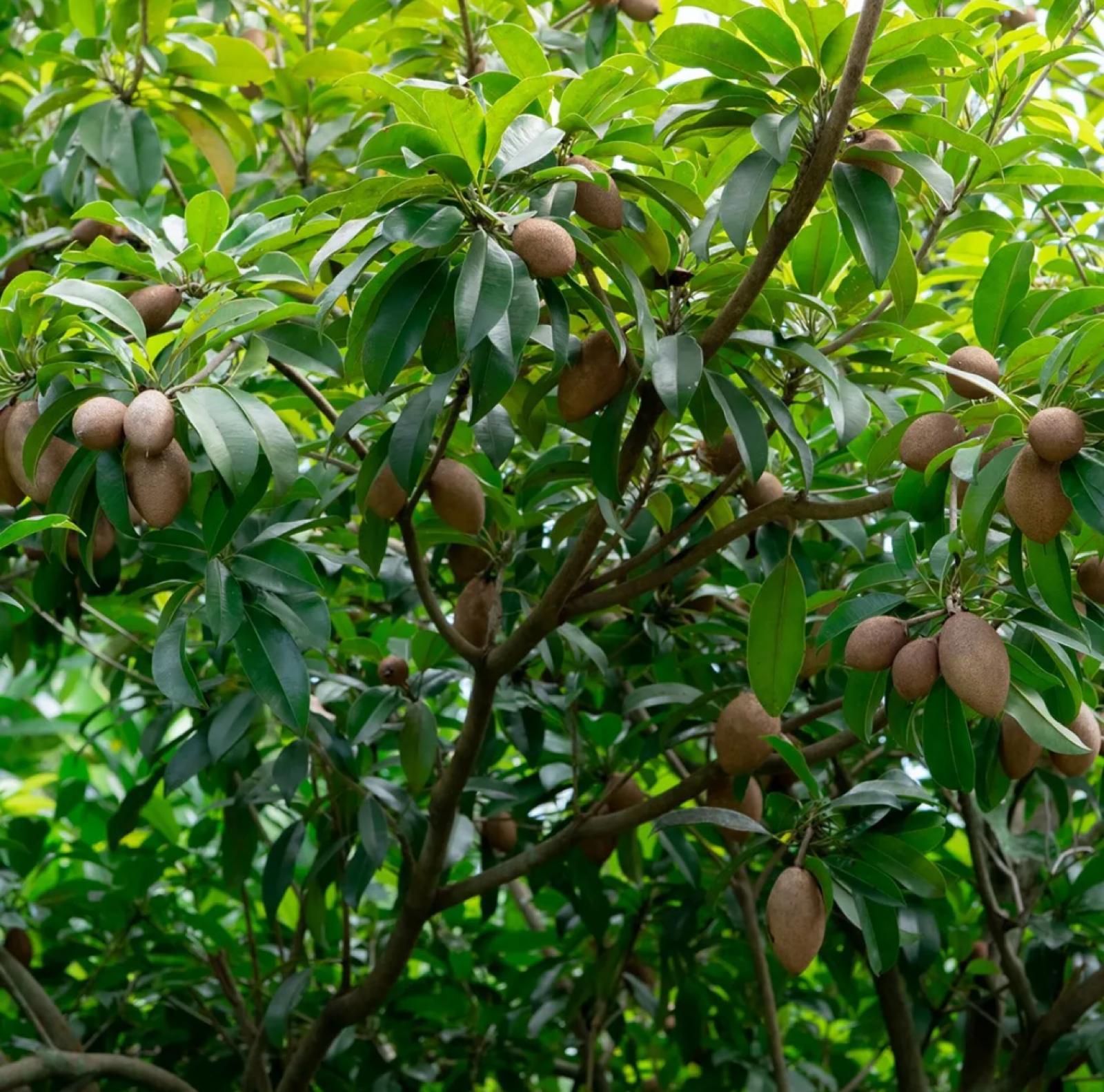 Sapodilla – Manilkara Zapota