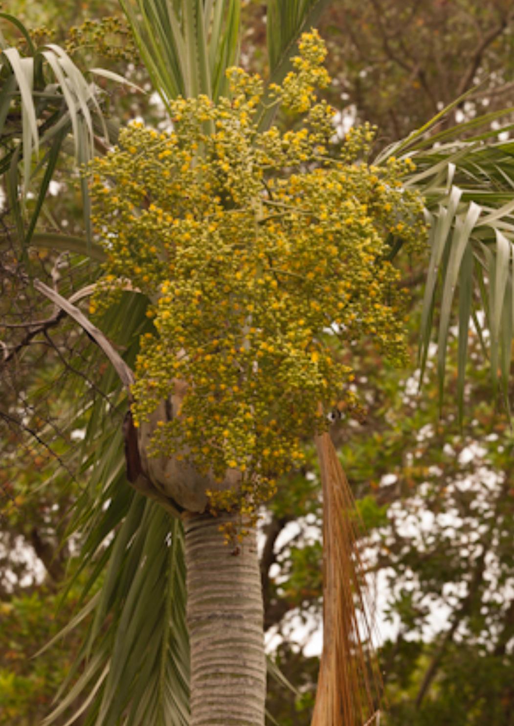 Sargent’s Palm, Sargent’s Cherry Palm – Pseudophoenix Sargentii