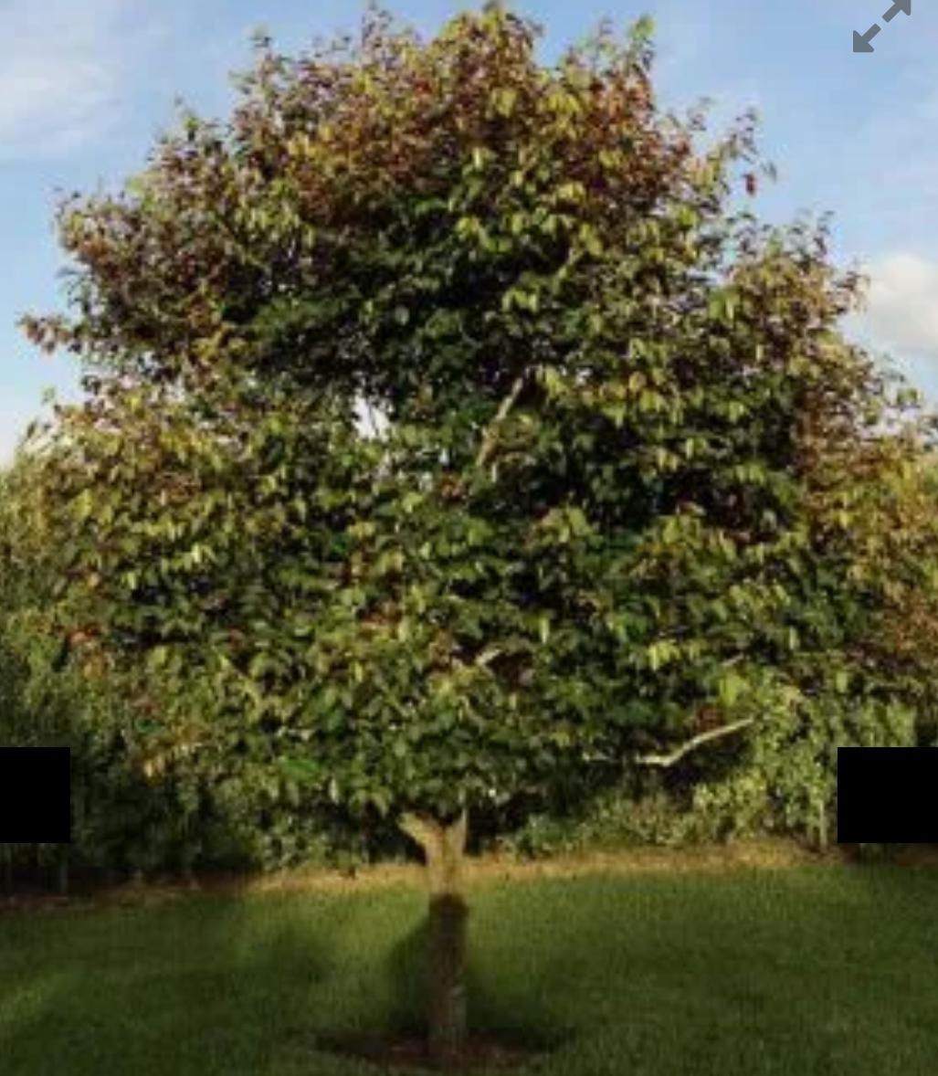 Satinleaf – Chrysophyllum Oliviforme