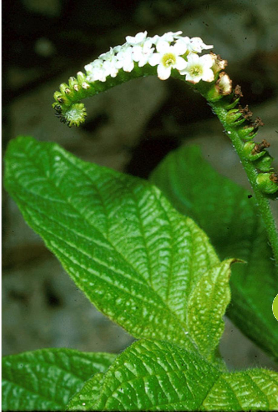 Scorpionstail – Heliotropium Angiospermum