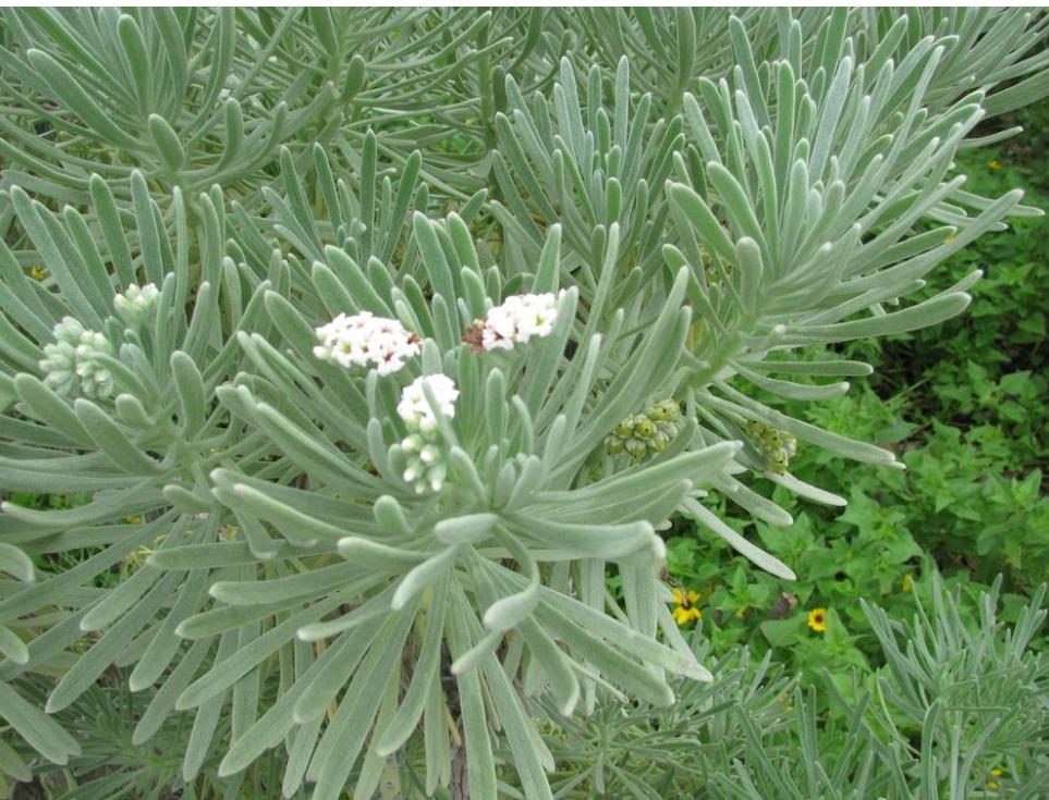 Sea-Lavender, Sea-Rosemary – Tournefortia Gnaphalodes