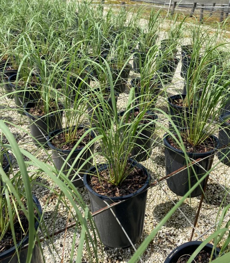 Sea-Oats – Uniola Paniculata