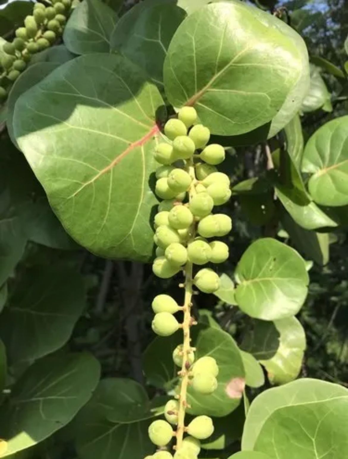 Seagrape (Bush) – Coccoloba Uvifera