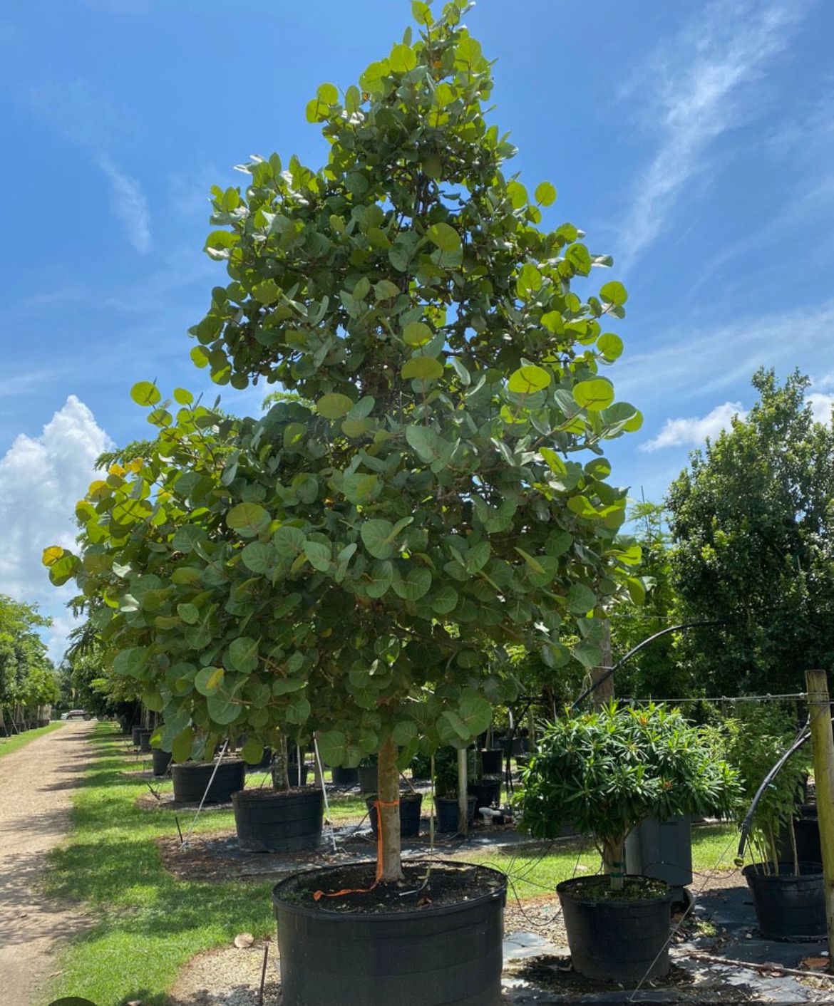 Seagrape (Tree) – Coccoloba Uvifera