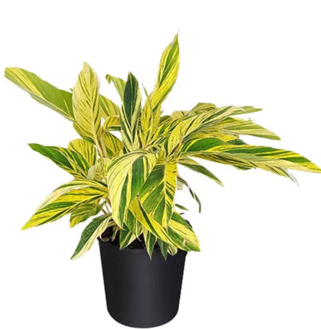 Shell Ginger – Variegated – Alpinia Zerumbet ‘Variegata’ – Plants Miami