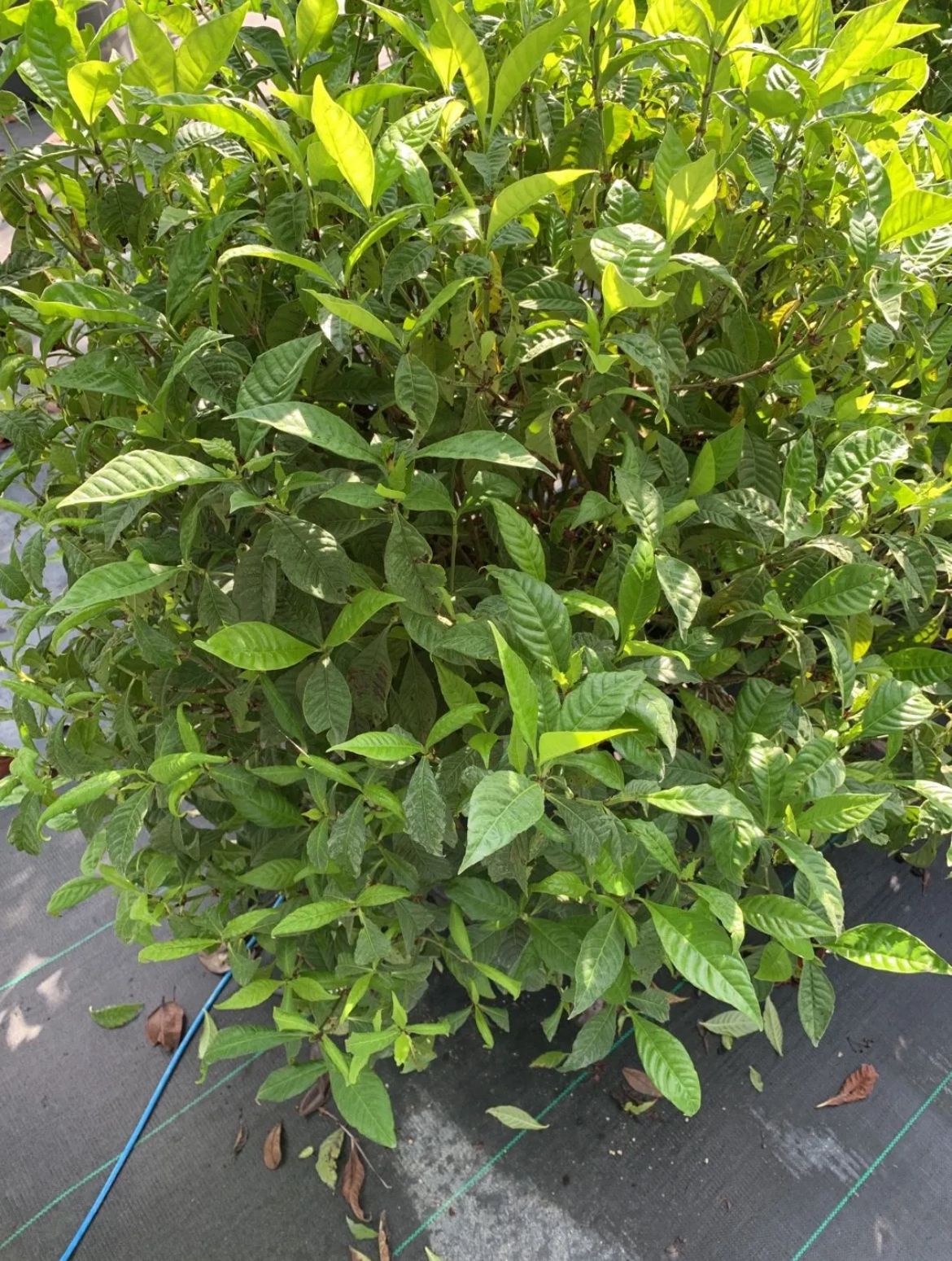 Shiny-Leaved Wild Coffee – Psychotria Nervosa