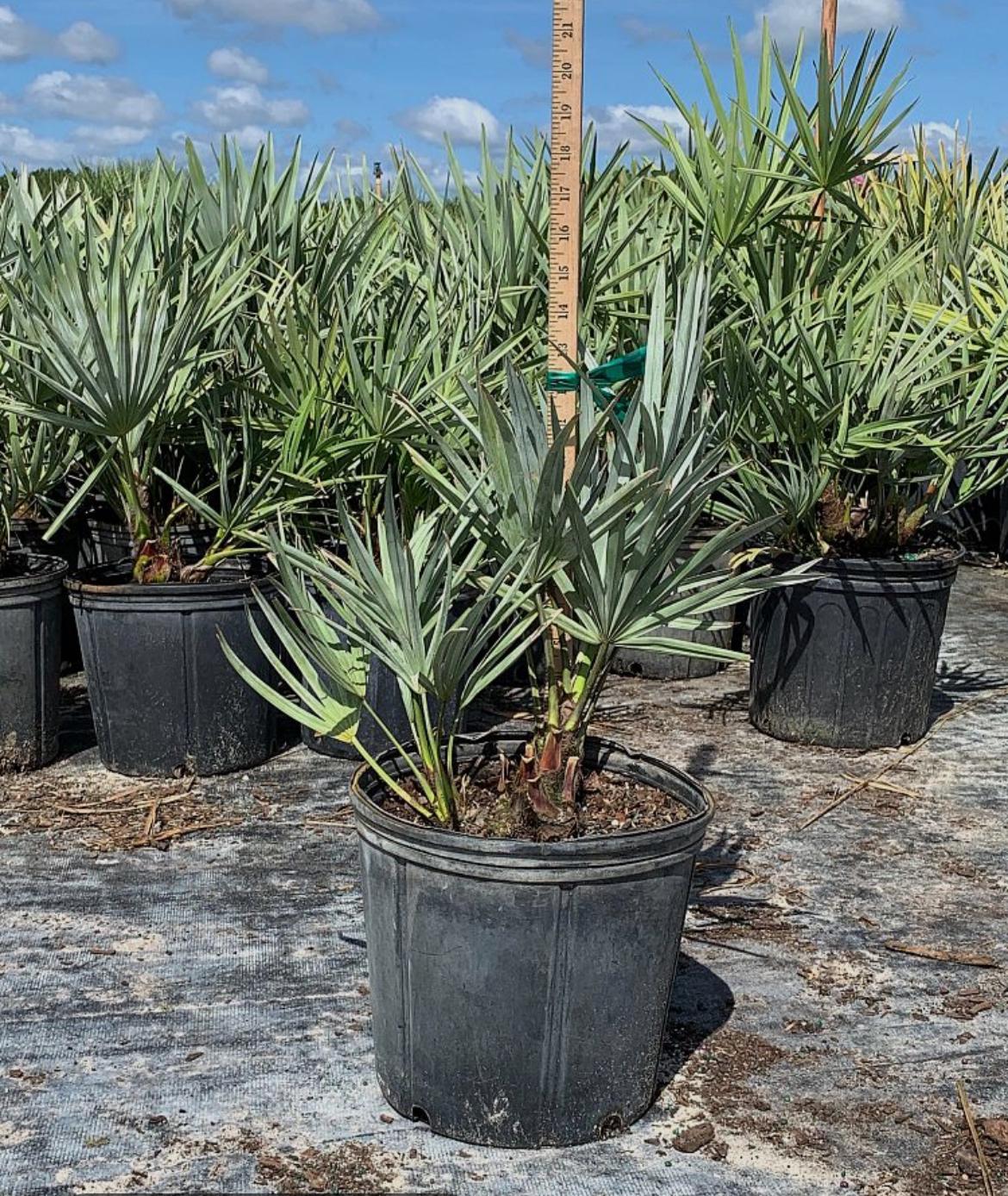 Green Saw Palmetto – Serenoa Repens