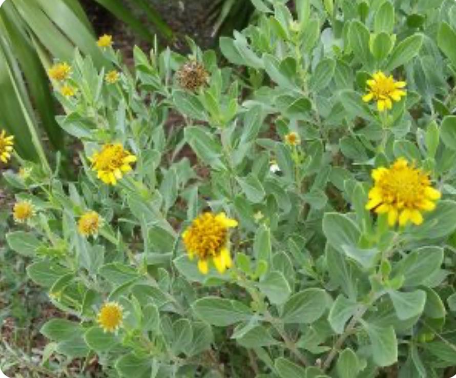 Silver Sea-Oxeye-Daisy, Bushy Seaside Oxeye – Borrichia Frutescens