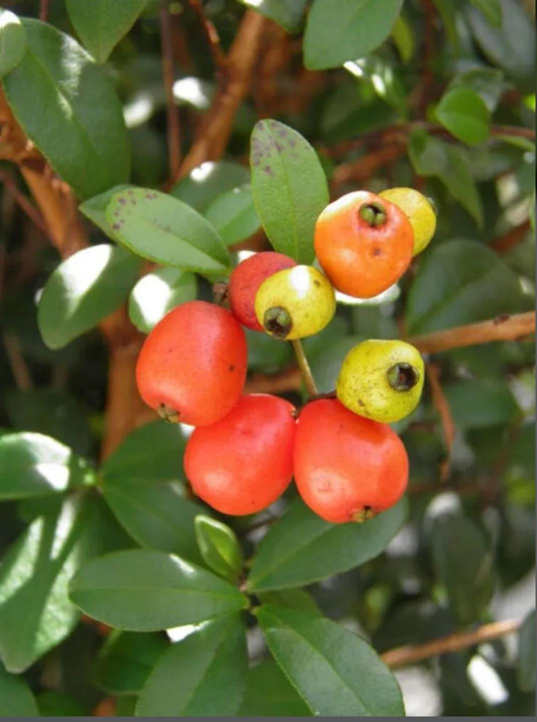 Simpson’s Stopper, Twinberry (Bush) – Myrcianthes Fragrans