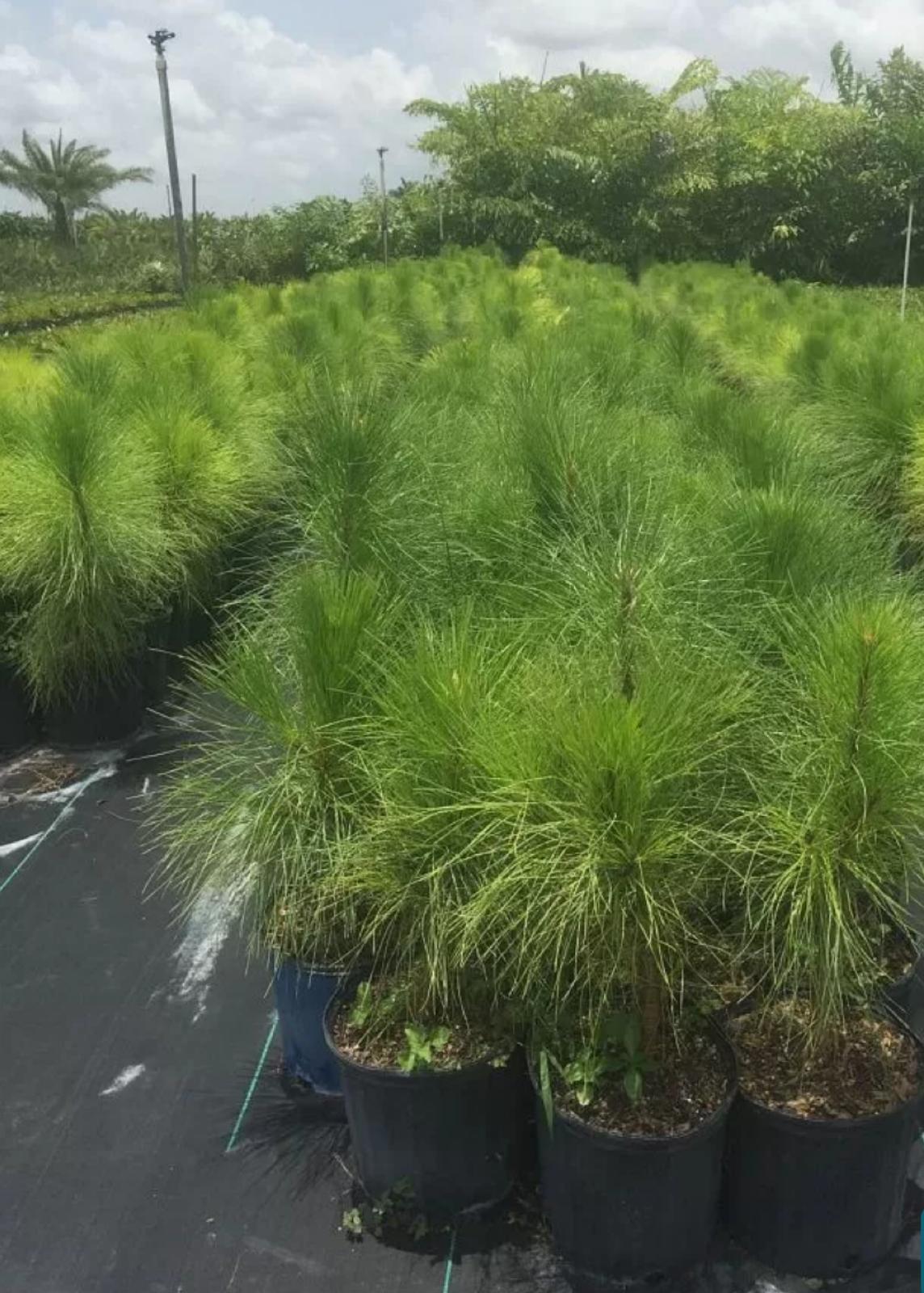 Slash Pine – Pinus Elliottii