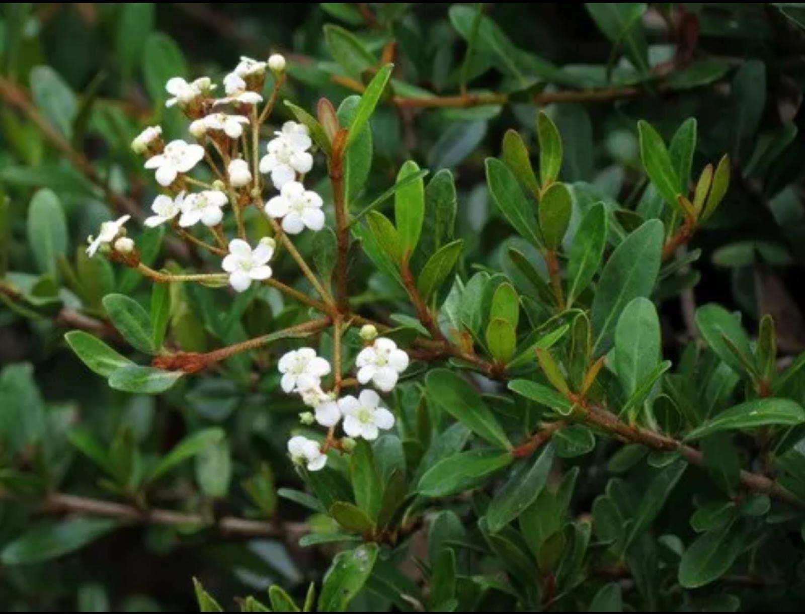 Small Viburnum, Walter’s Viburnum – Viburnum Obovatum