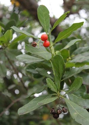 Smooth Strongback, Bahama Strongbark – Bourreria Succulenta