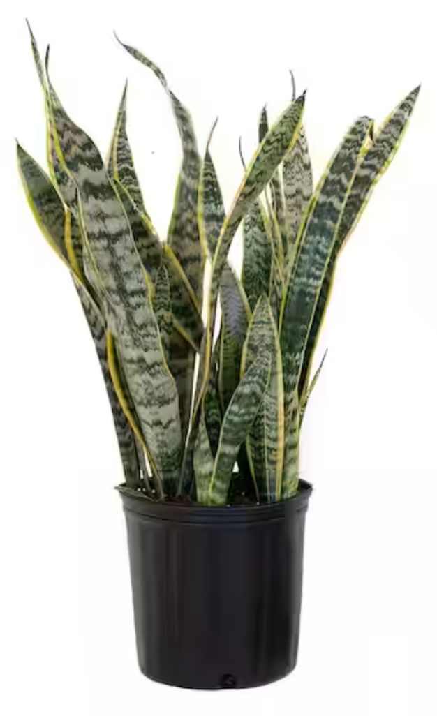 Snake Plant, Mother In Law’s Tongue, Bowstring Hemp, Viper’s Bowstring Hemp – Sansevieria Zeylanica