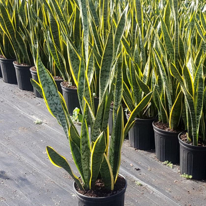 Snake Plant, Mother In Law’s Tongue, Bowstring Hemp – Sansevieria Masoniana ‘Whale Fin’