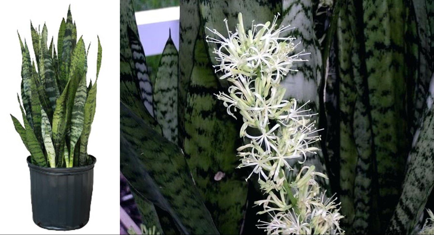 Snake Plant, Mother In Law’s Tongue, Bowstring Hemp – Sansevieria Trifasciata ‘Black Coral’