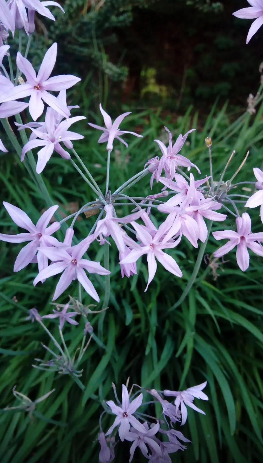 Society Garlic – Tulbaghia Violacea