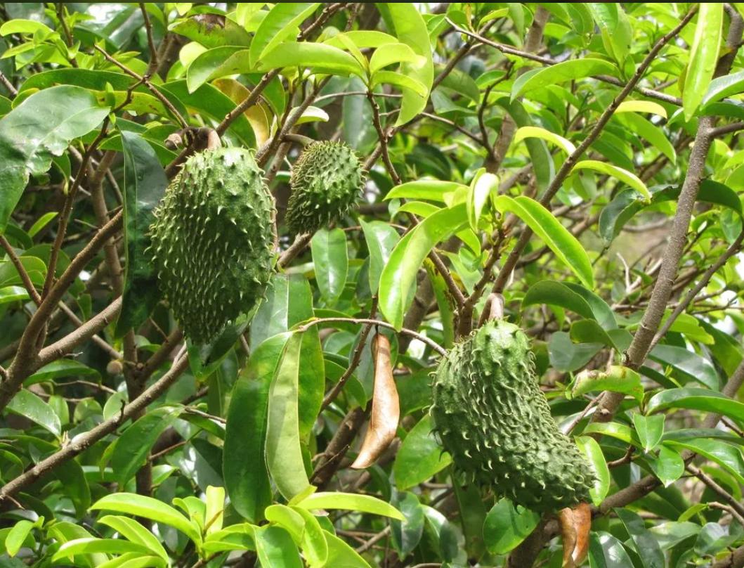 Soursop, Guanabana – Annona Muricata