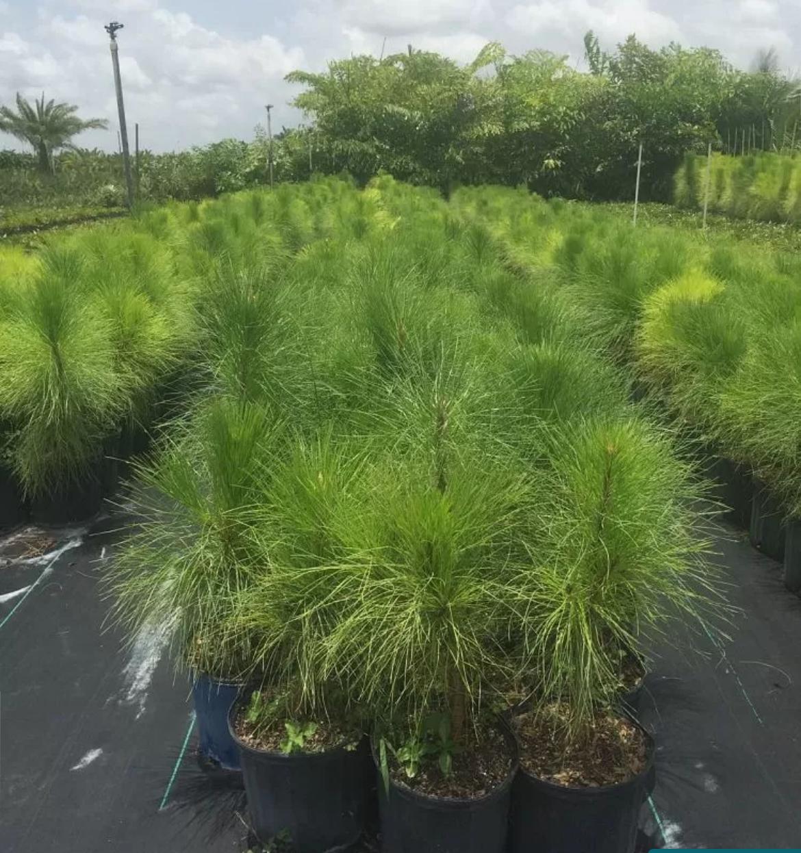 South Florida Slash Pine – Pinus Elliottii Var. Densa