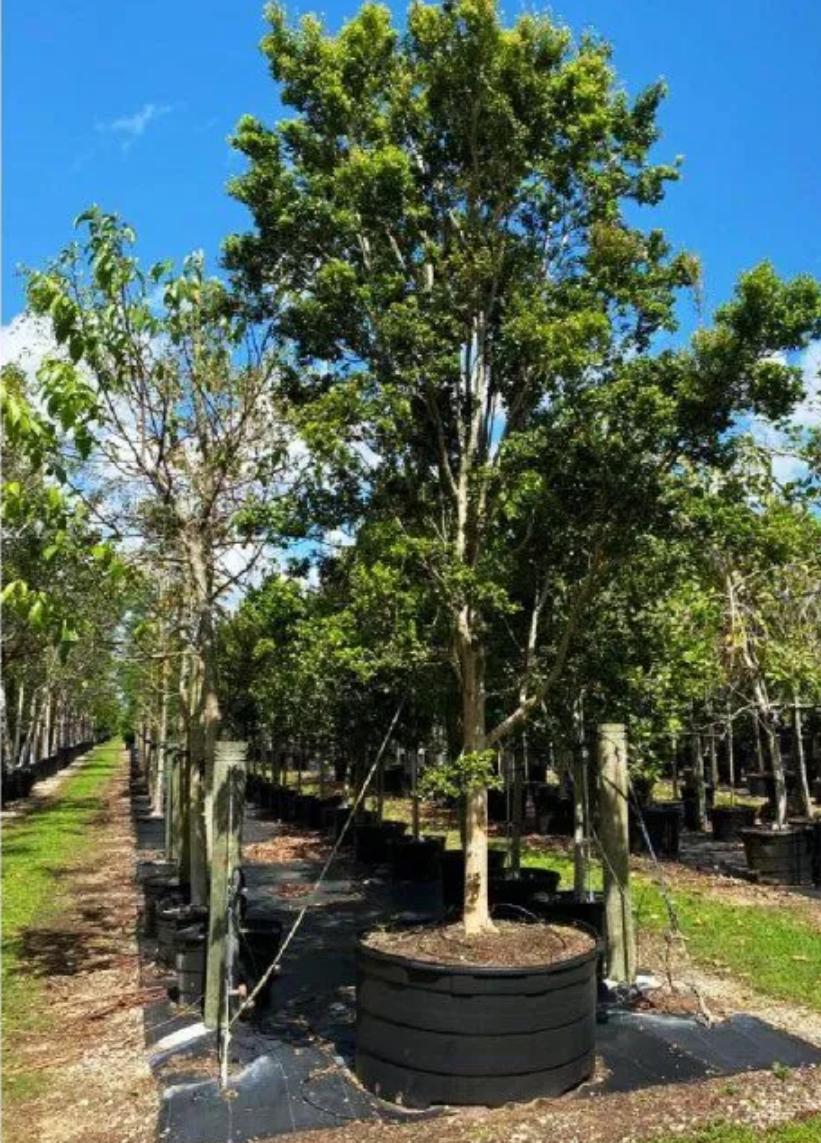 Spanish Stopper, Boxleaf Stopper (Bush) – Eugenia Foetida