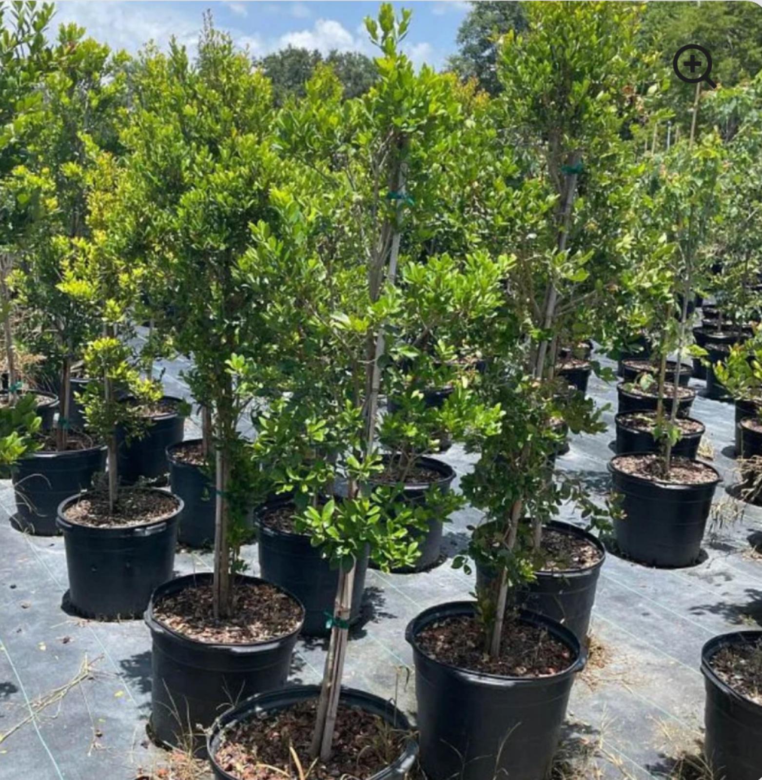 Spanish Stopper, Boxleaf Stopper (Tree) – Eugenia Foetida