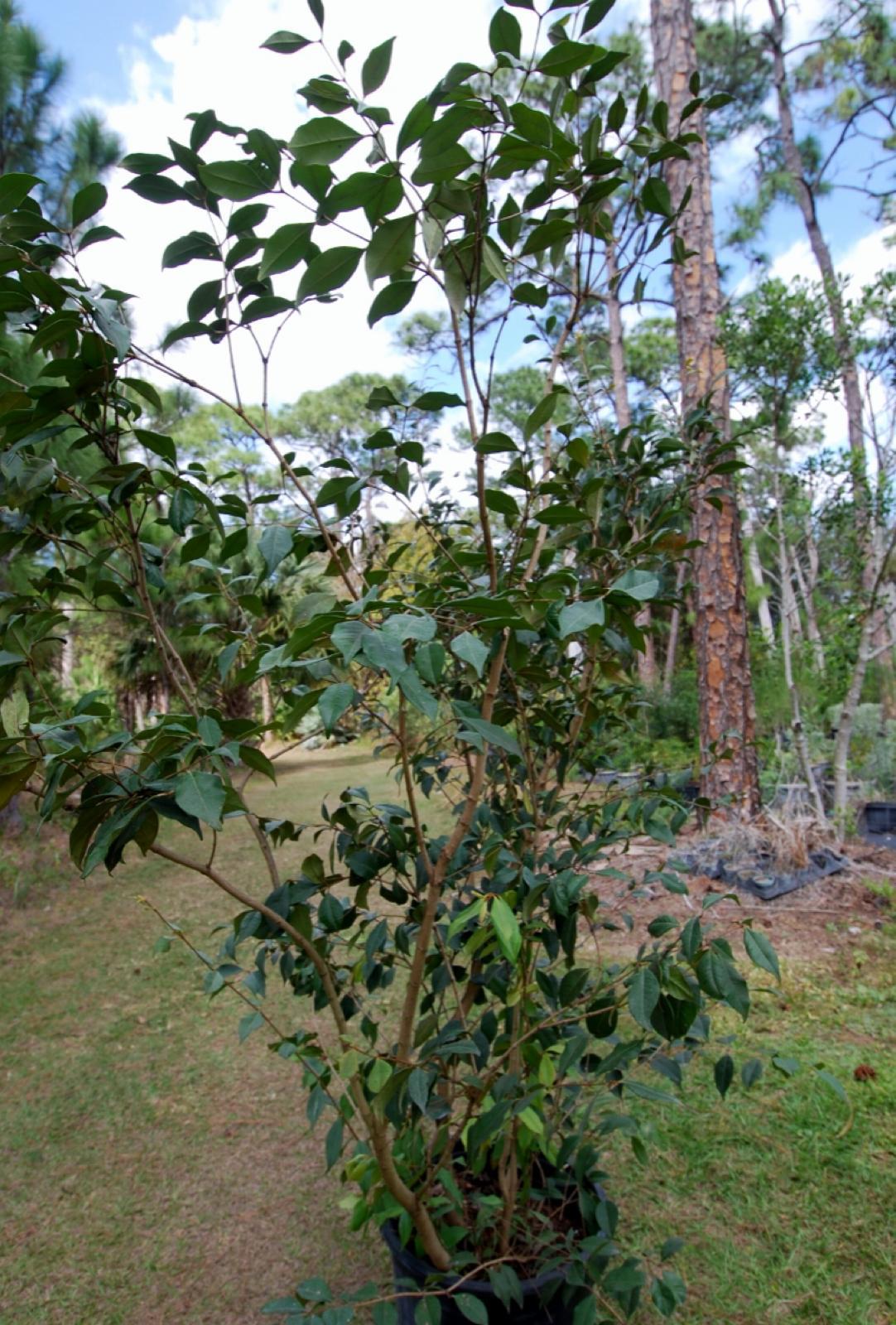 Spicewood, Pale Lidflower – Calyptranthes Pallens