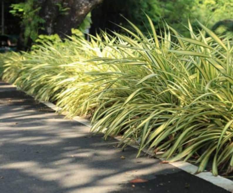 Spider Plant – Chlorophytum Comosum