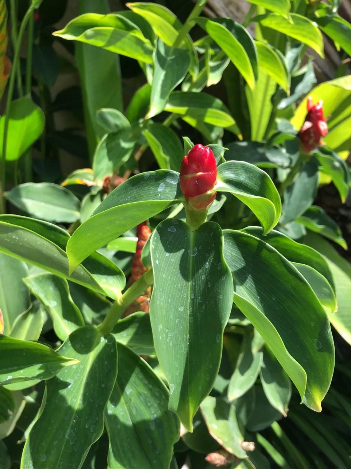 Spiral Ginger ‘Fiery Costus’ – Costus Igneus