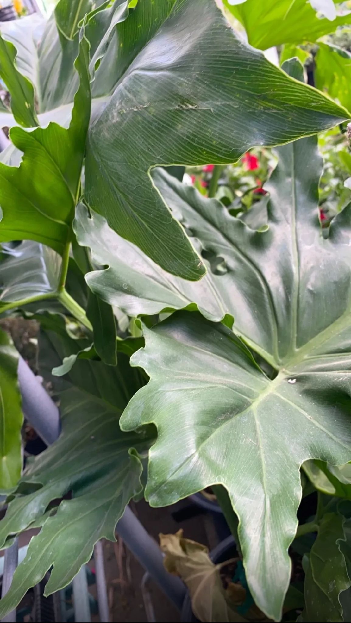 Split-Leaf Philodendron – Philodendron Bipinnatifidum