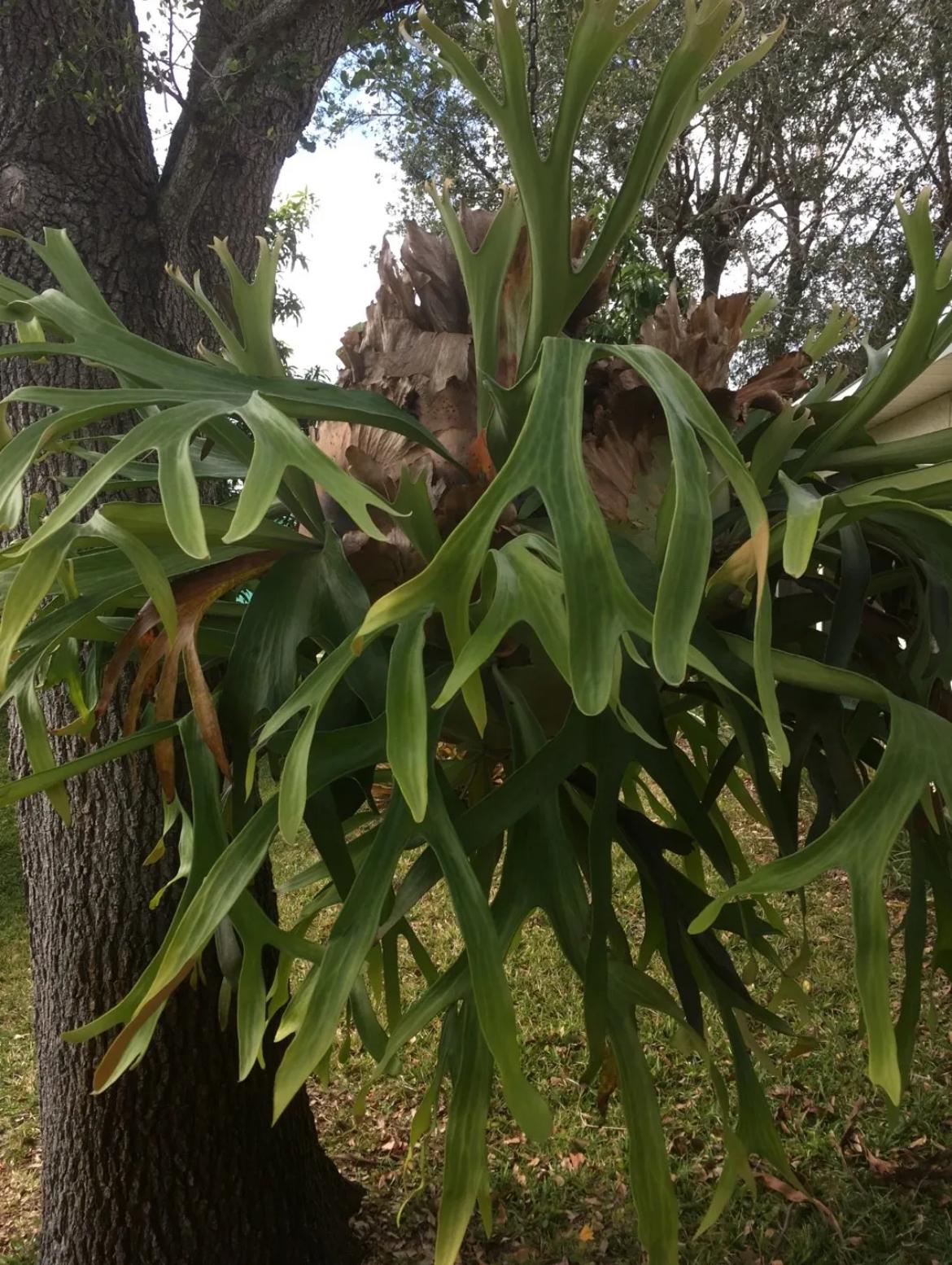 Staghorn Fern – Platycerium
