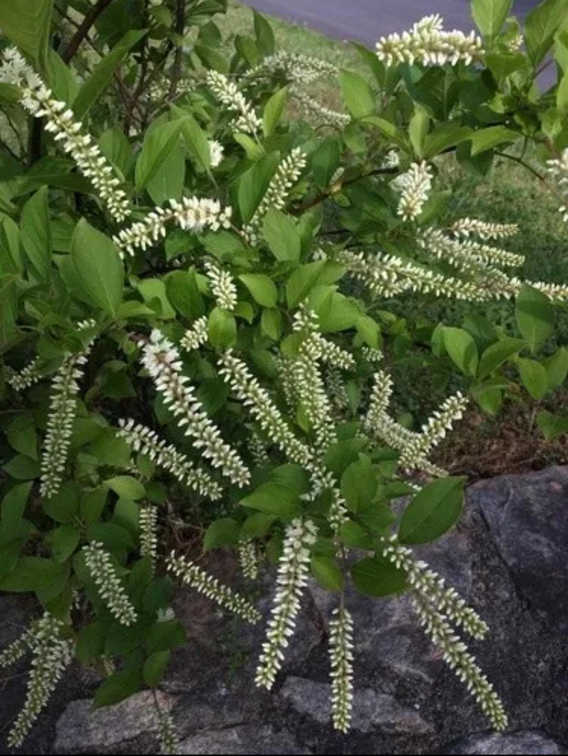 Sweet Almond Verbena, Incense Bush, Sweet Almond Bush – Aloysia Virgata