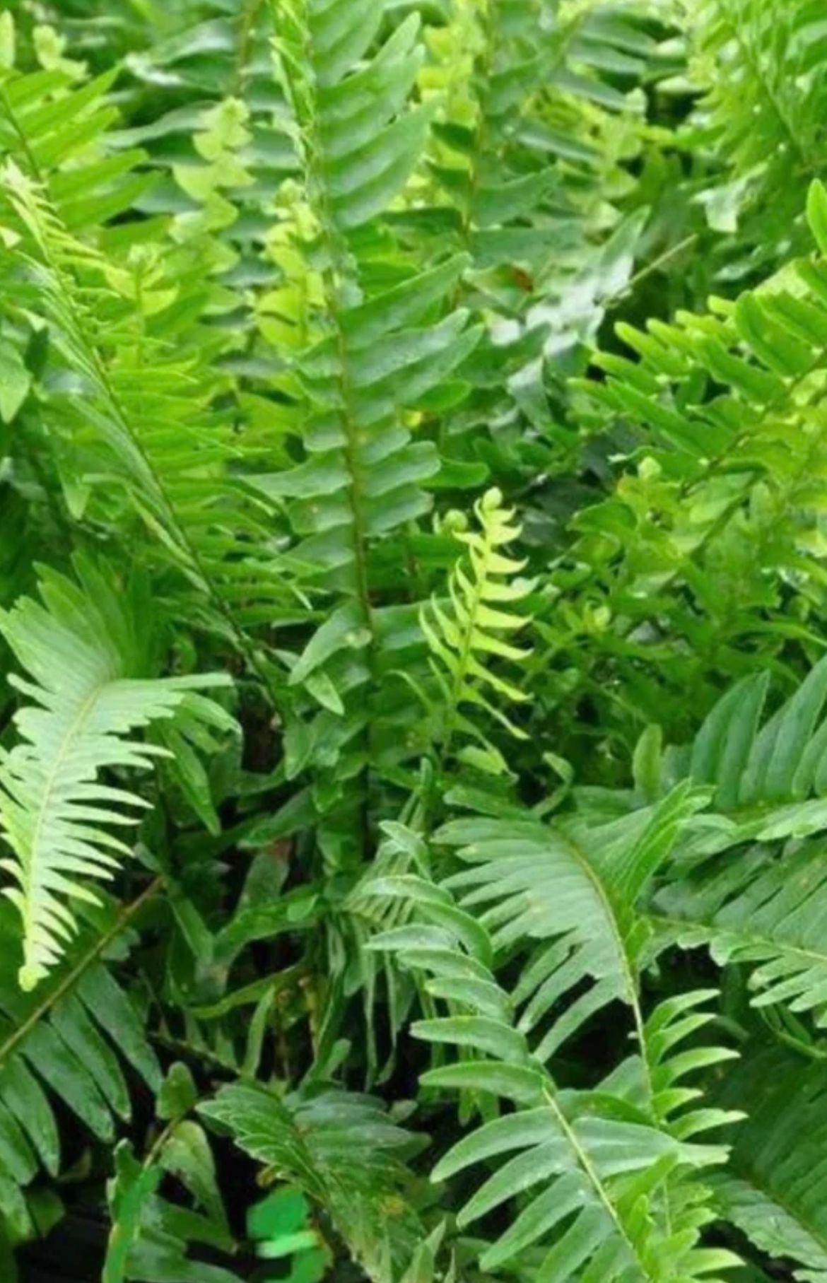 Sword Fern, Wild Boston Fern – Nephrolepis Exaltata