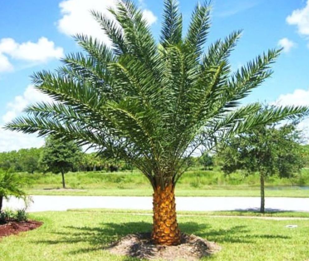 Sylvester Date Palm, Silver Date Palm, Wild Date Palm – Phoenix Sylvestris