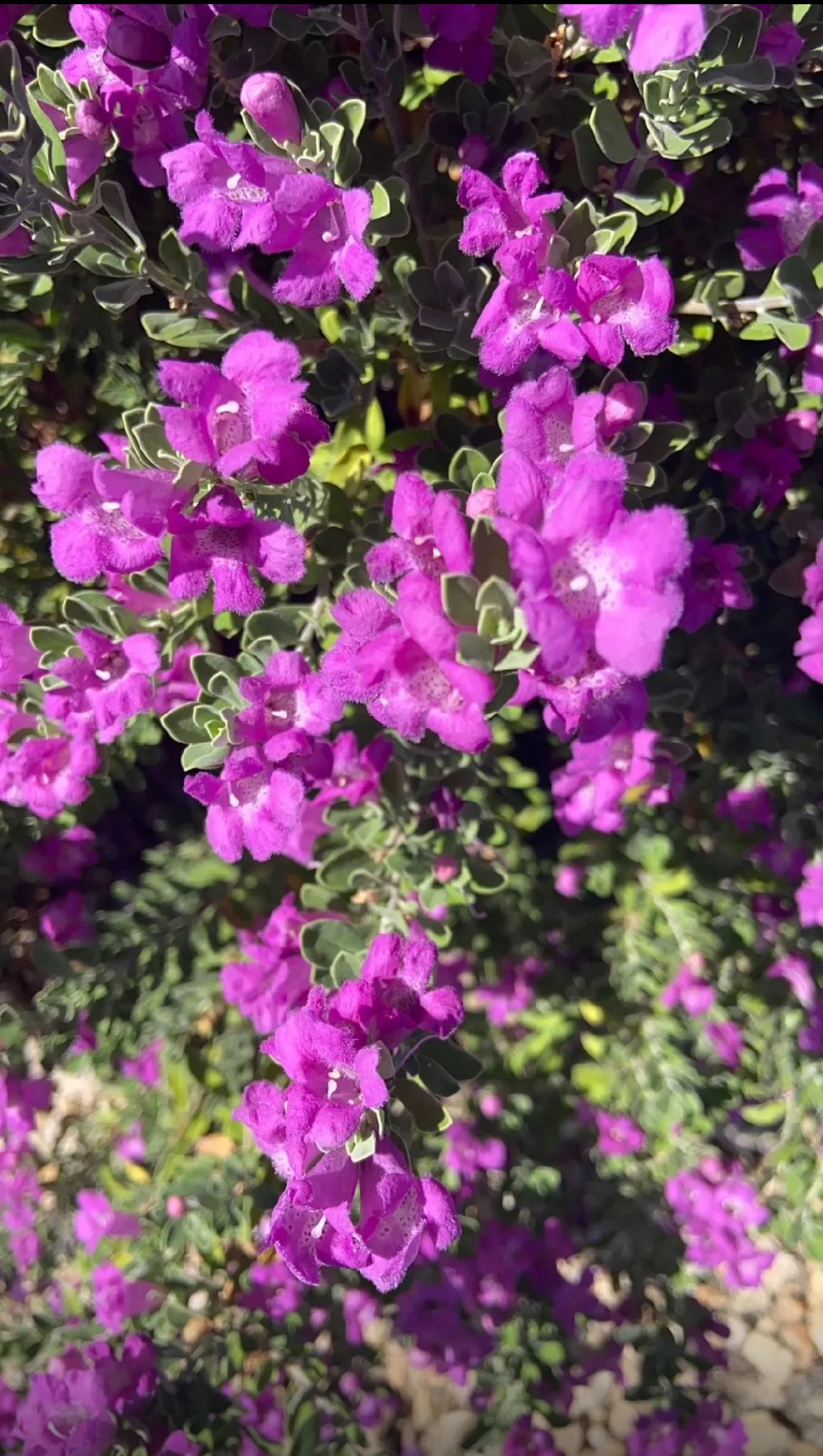 Texas Sage, Cenizo, Barometer Bush, Silverleaf, Purple Sage, Texas Ranger – Leucophyllum Frutescens