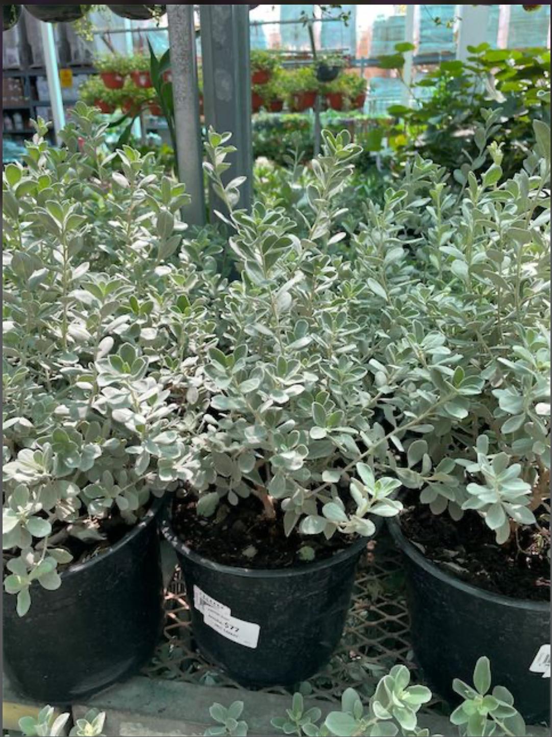 Texas Sage, Cenizo, Barometer Bush, Silverleaf, Texas Ranger, Purple Sage – Leucophyllum Frutescens ‘Green Cloud’