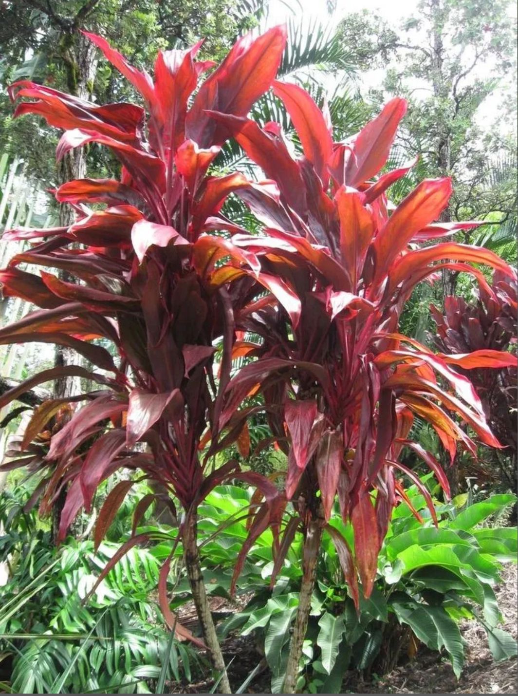 Ti Plant – Cordyline Fruticosa ‘Red Sister’