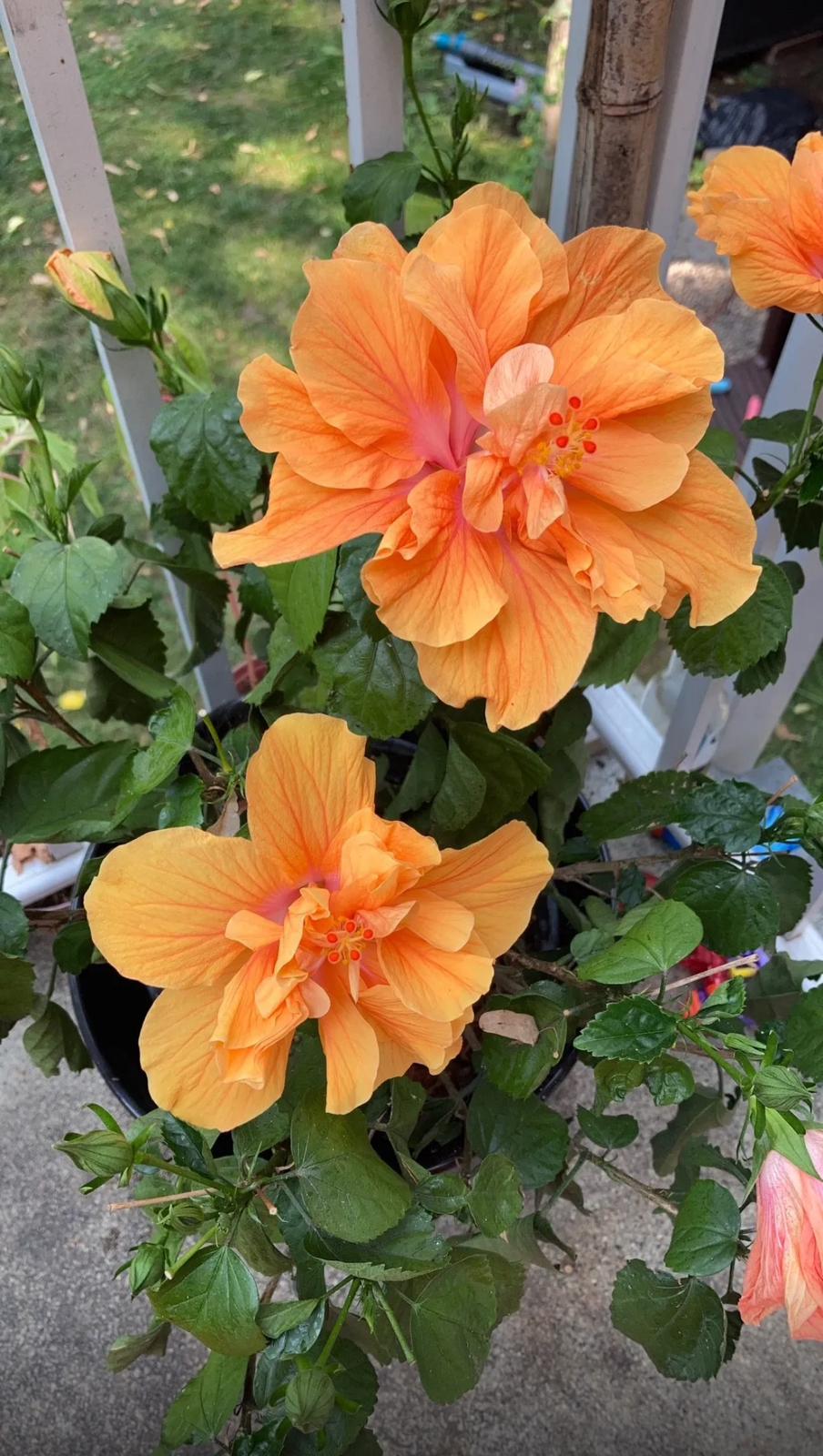 Tropical Hibiscus – Hibiscus Rosa-Sinensis ‘Double Peach’