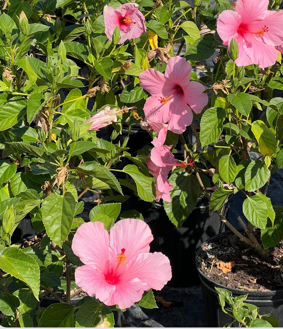 Tropical Hibiscus – Hibiscus Rosa-Sinensis ‘Seminole Pink’