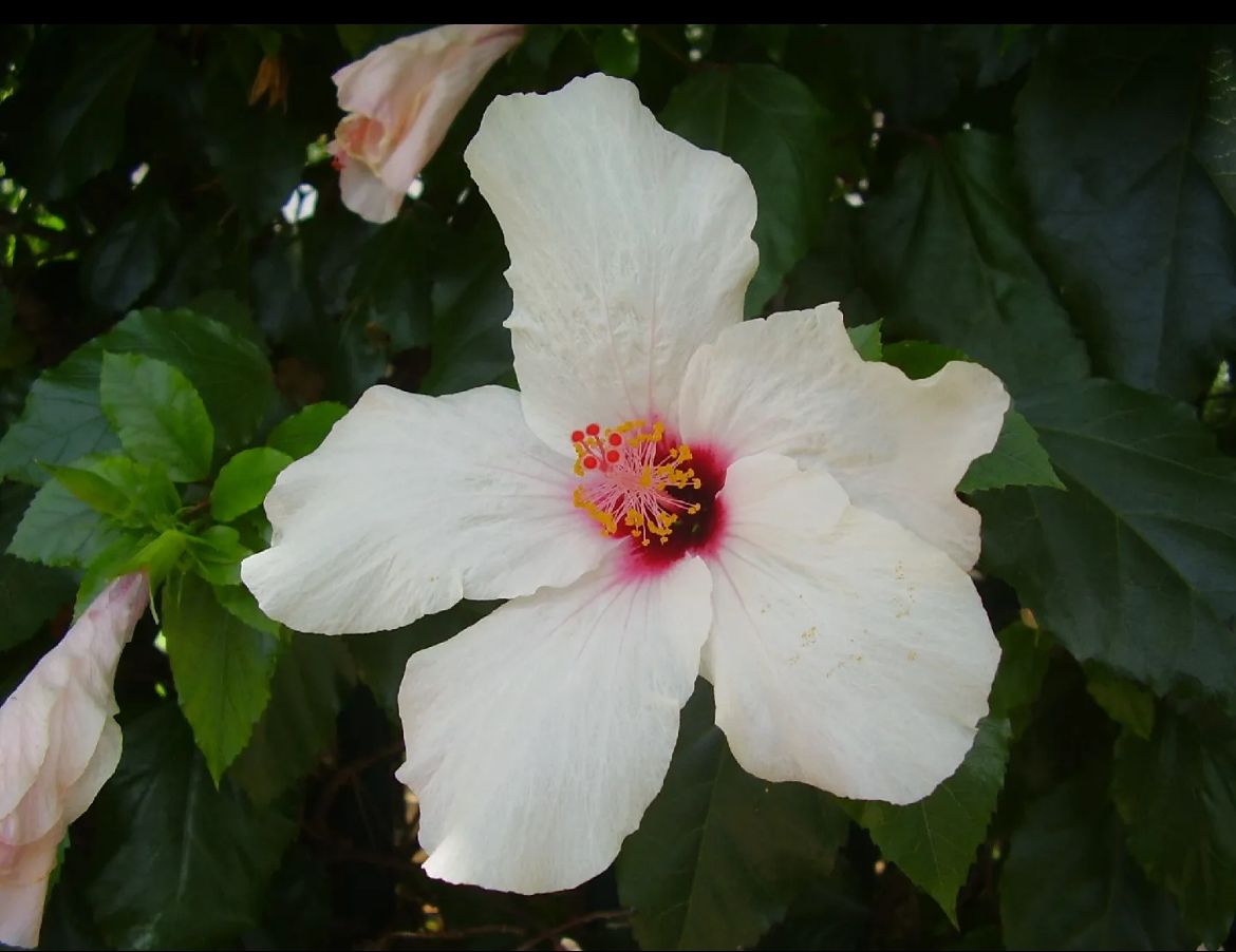 Tropical Hibiscus – Hibiscus Rosa-Sinensis ‘White Wings’