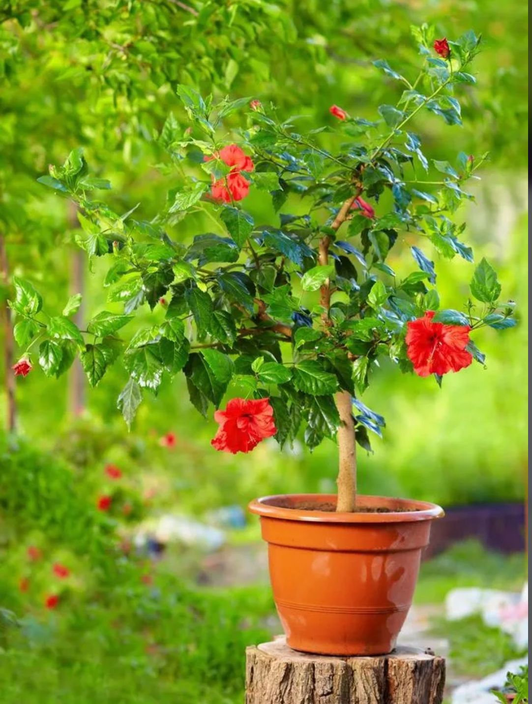 Tropical Hibiscus – Hibiscus Rosa-Sinensis