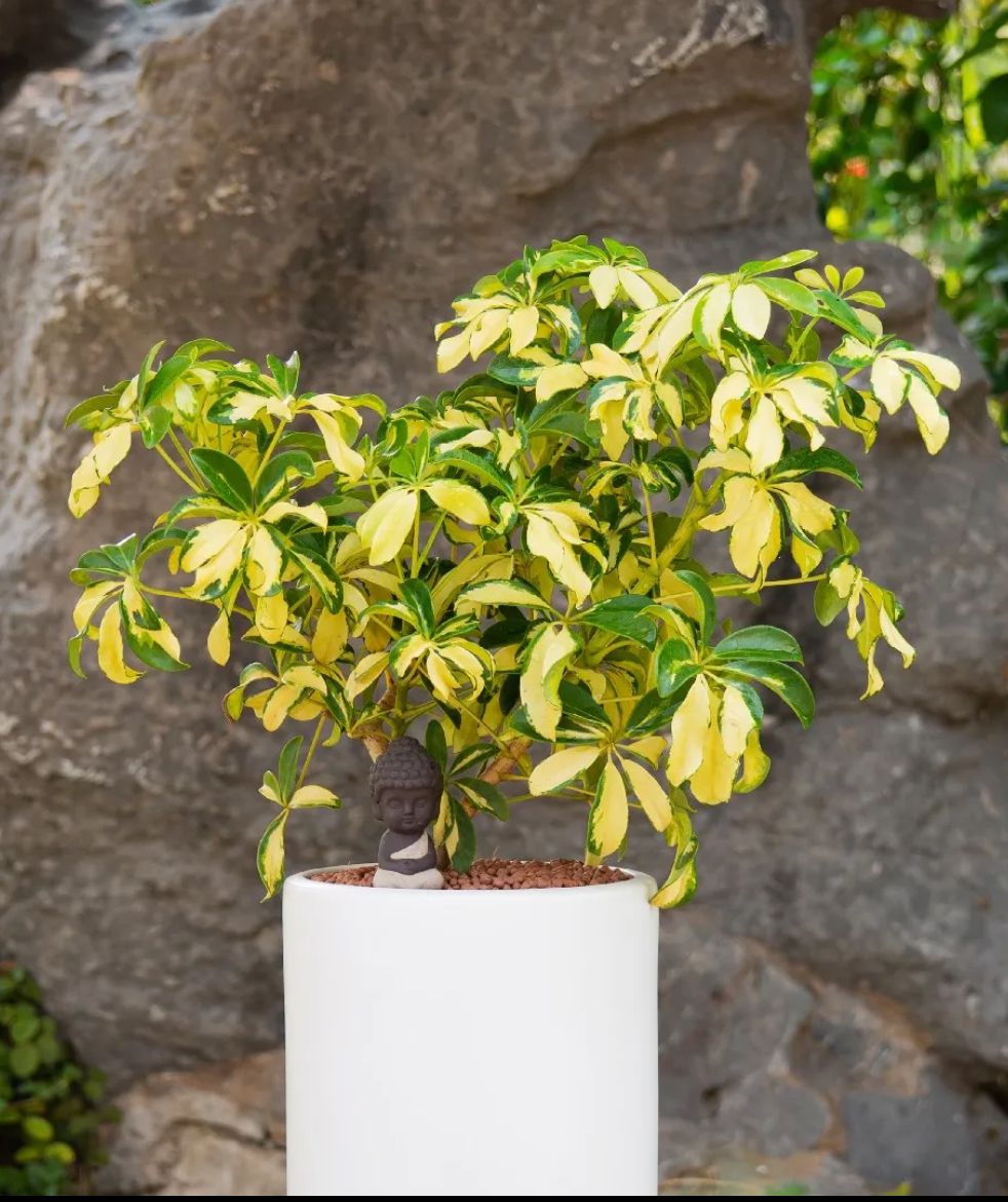 Umbrella Tree – Schefflera Arboricola ‘Gold Capella’