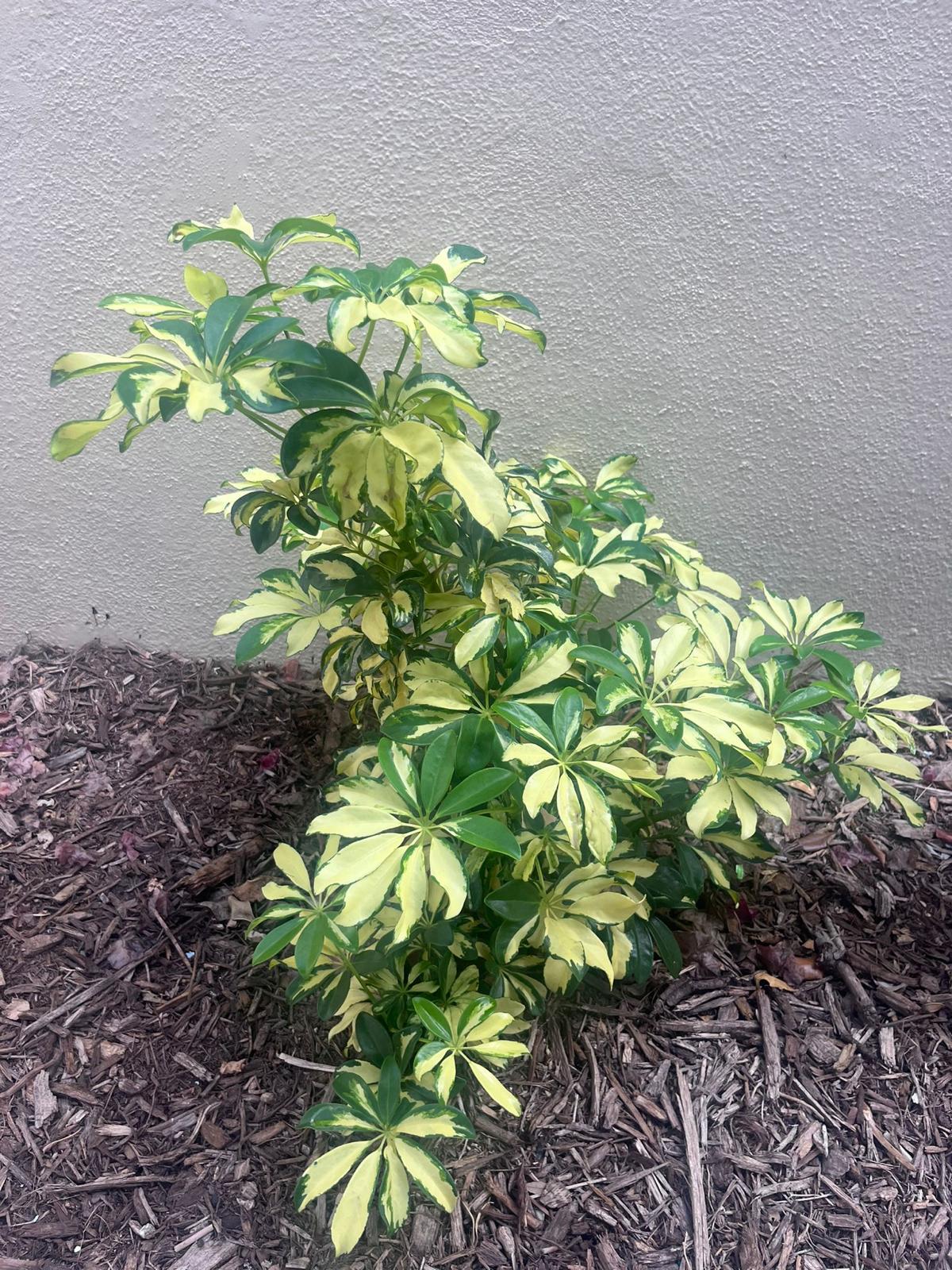Umbrella Tree – Schefflera Arboricola ‘Trinette’