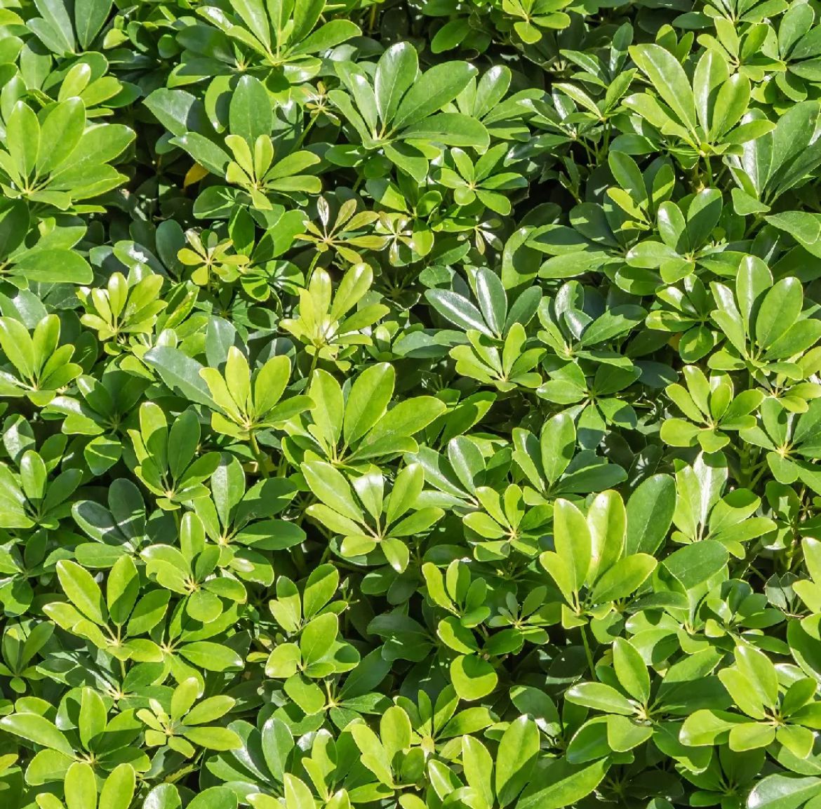 Umbrella Tree – Schefflera Arboricola