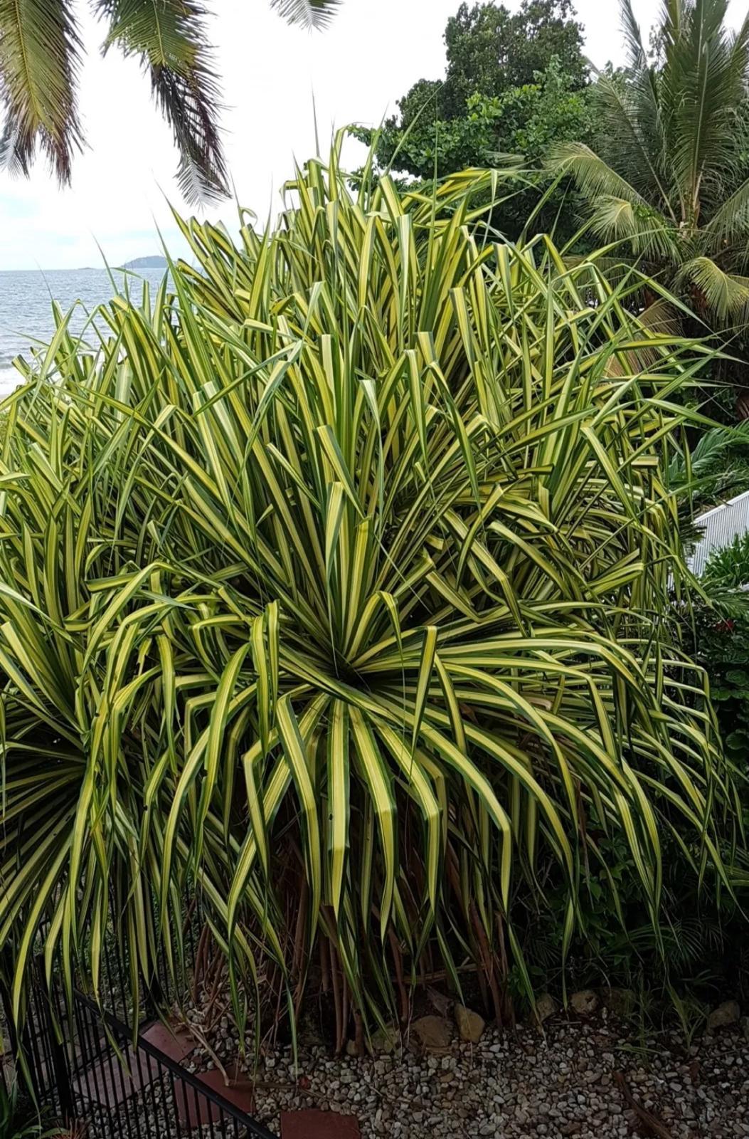 Variegated Dwarf Pandanus – Pandanus Baptistii ‘Aureus’