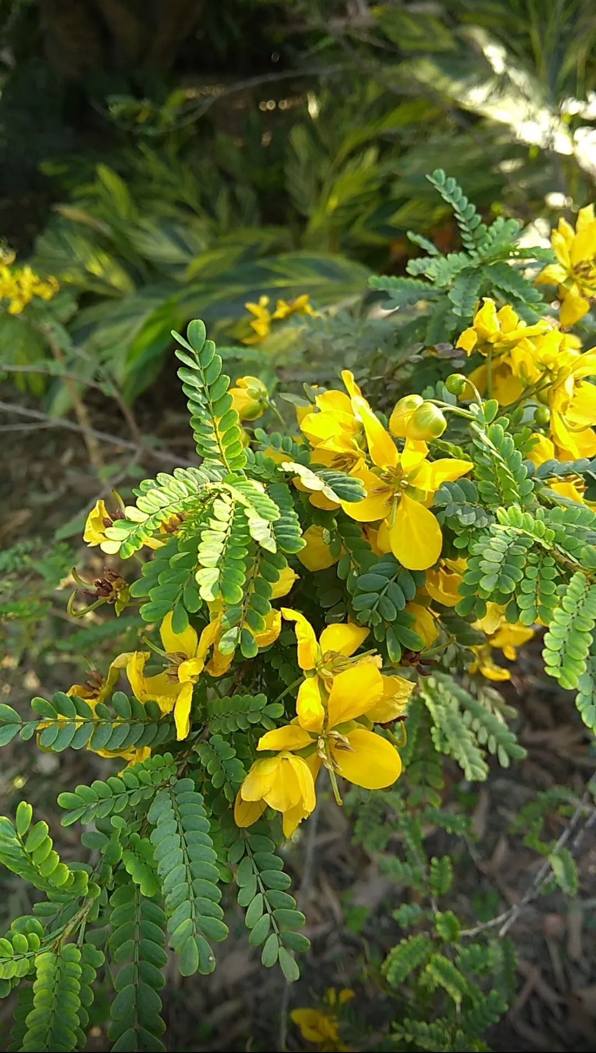 Verawood – Bulnesia Arborea