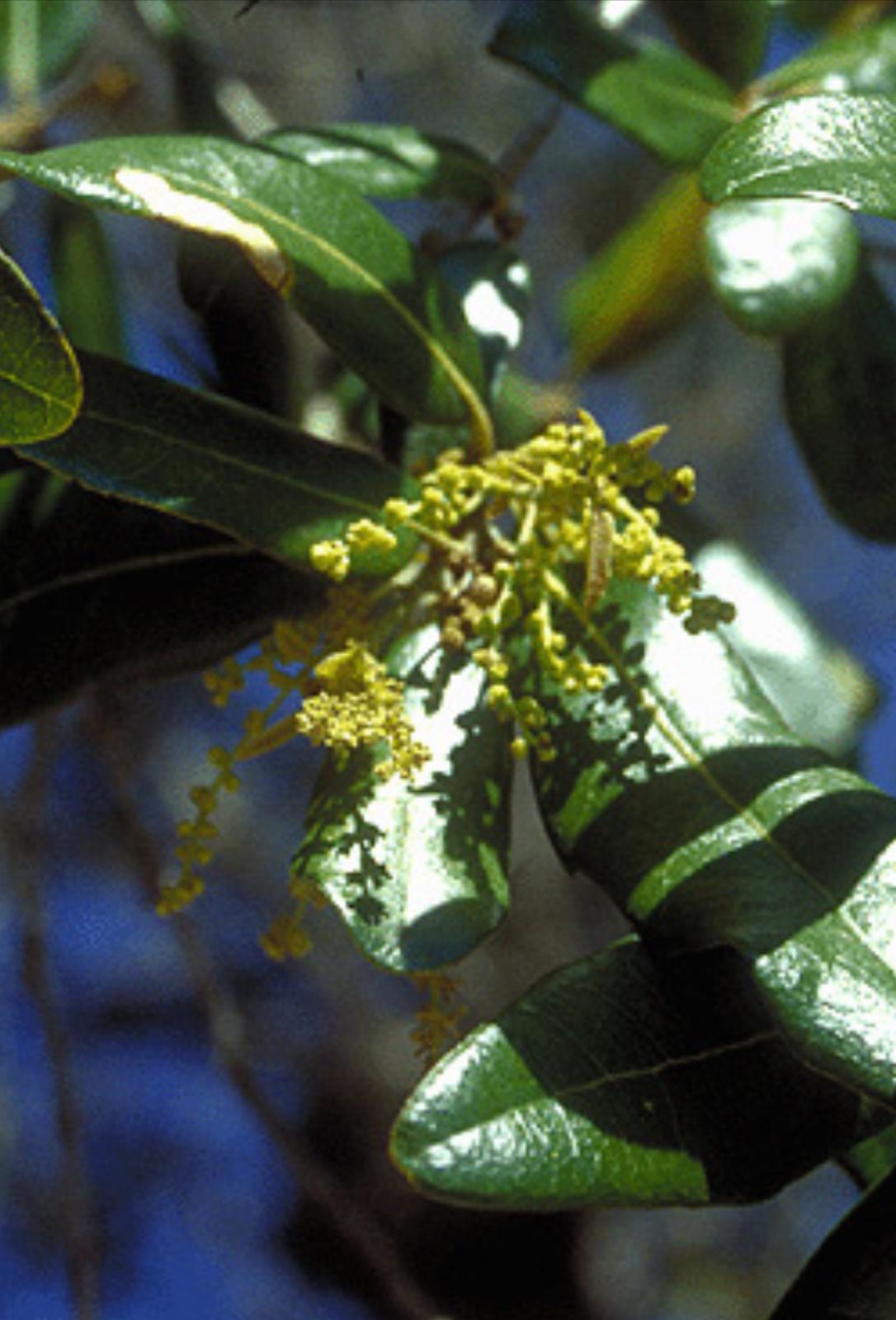 Virginia Live Oak – Quercus Virginiana