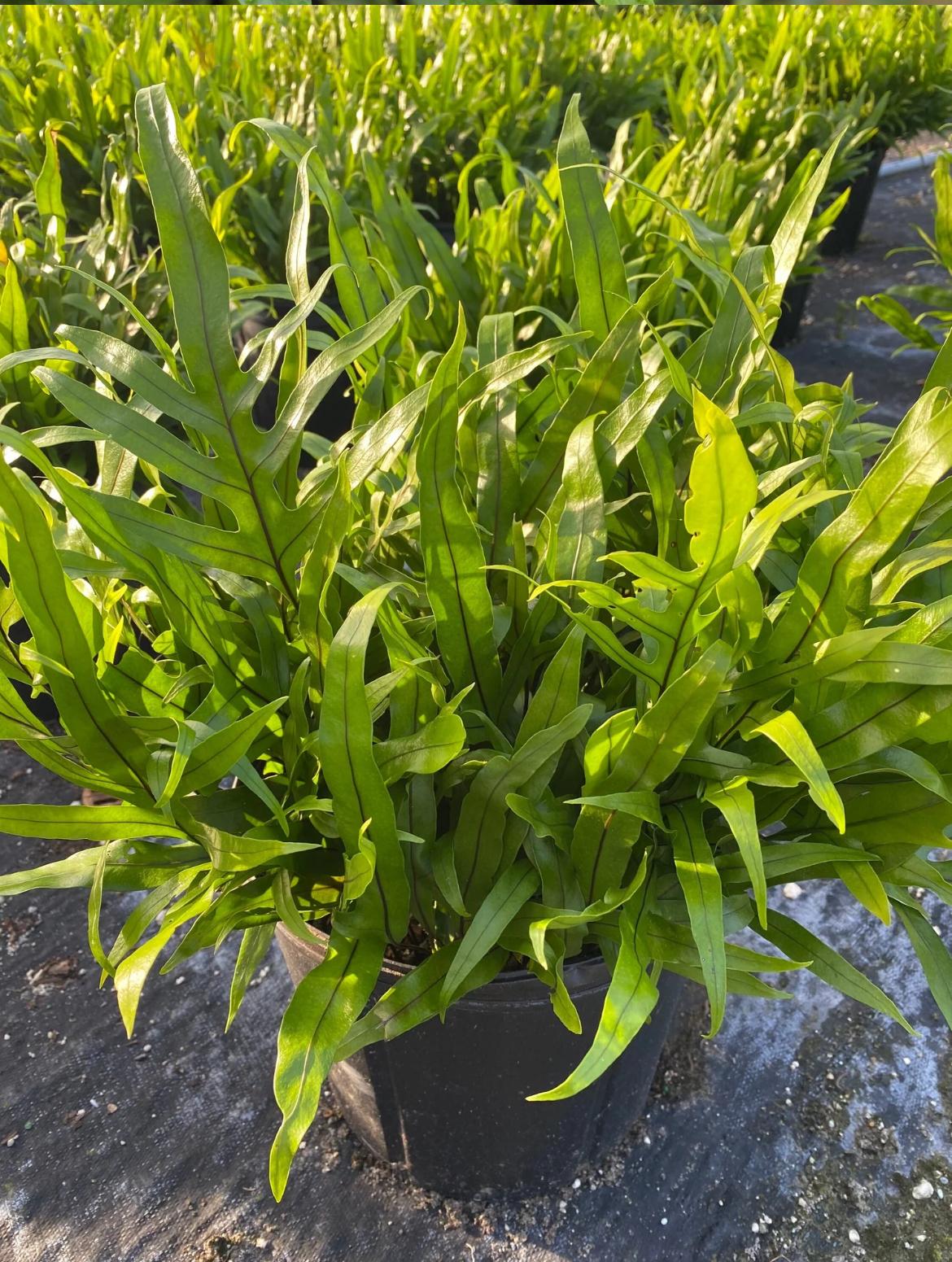 Wart Fern, Monarch Fern – Microsorum Scolopendria