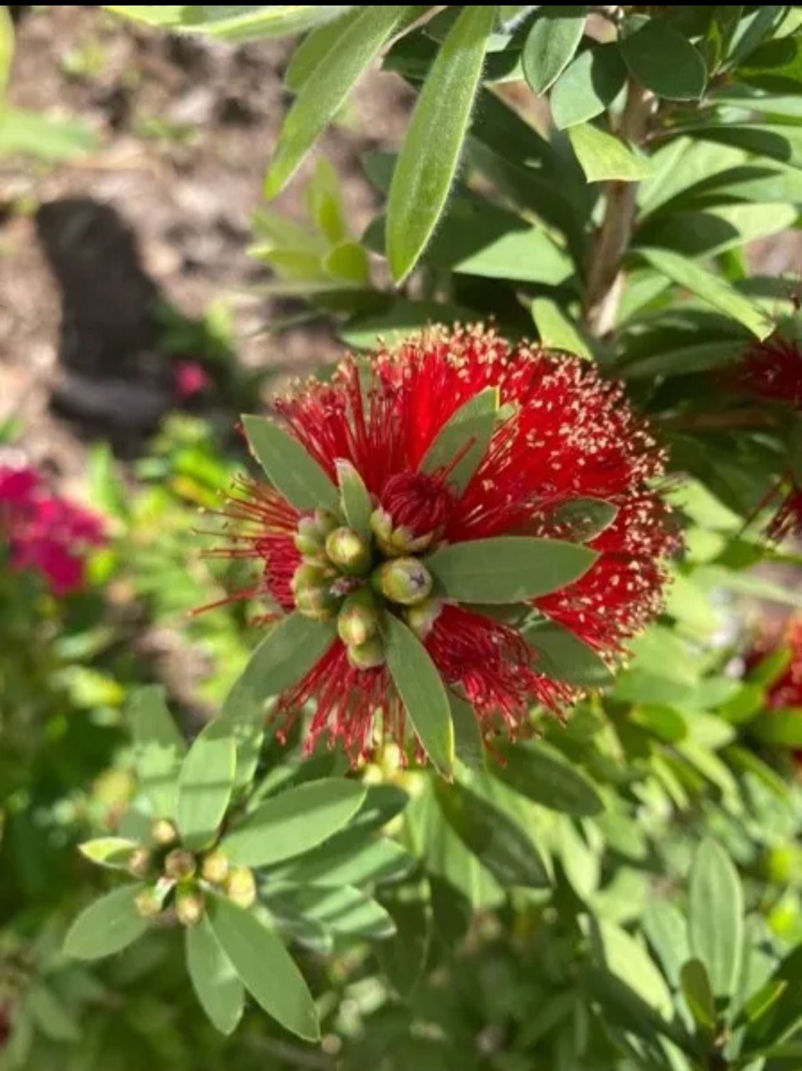 Weeping Bottlebrush Dwarf – Callistemon Viminalis ‘Little John’