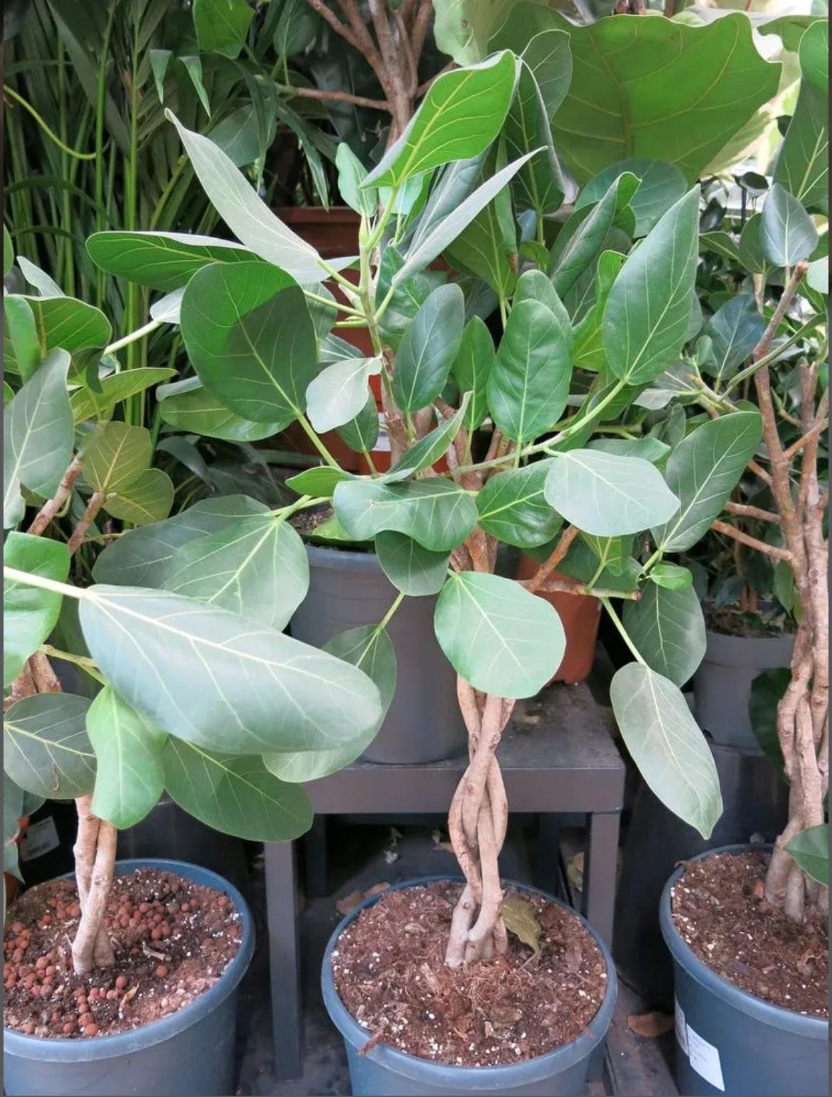 Weeping Fig – Ficus Benghalensis ‘Audrey’